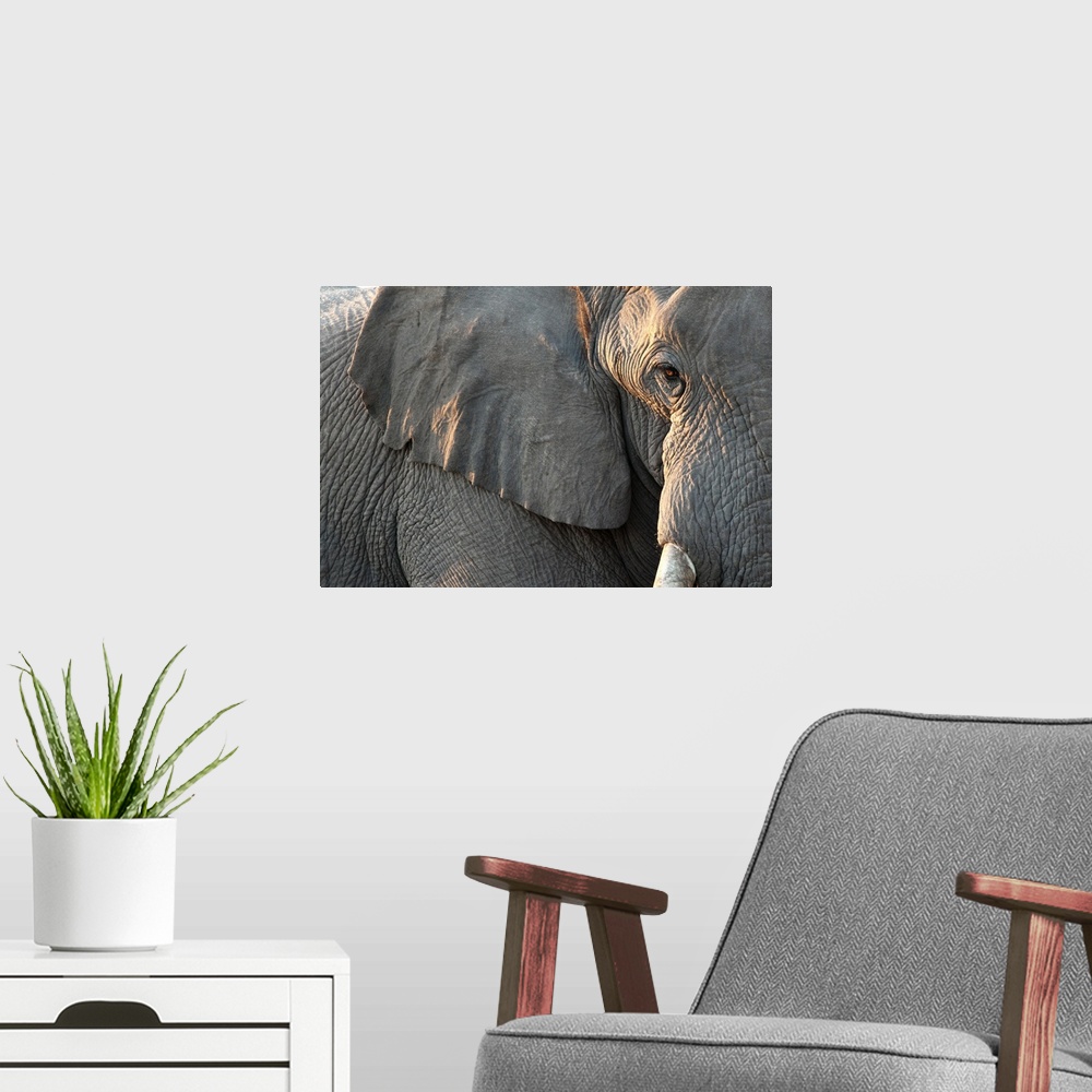 A modern room featuring Close up of partial facen elephant, Etosha National Park, Namibia