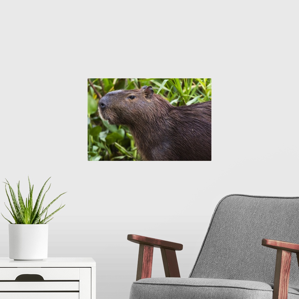 A modern room featuring Close-up portrait of a capybara, Pantanal, Mato Grosso, Brazil