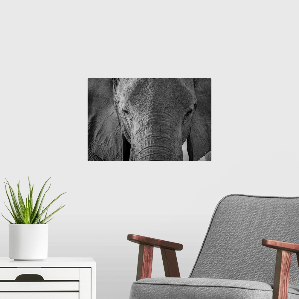 A modern room featuring Close-up portrait of an African elephant (Loxodonta africana), Khwai Concession, Okavango Delta, ...