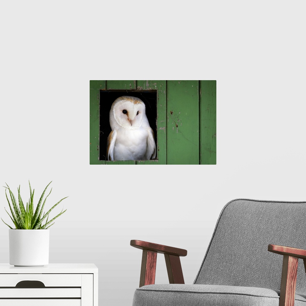 A modern room featuring Common barn owl (Tyto alba) sitting in barn door, Yorkshire, England, United Kingdom, Europe