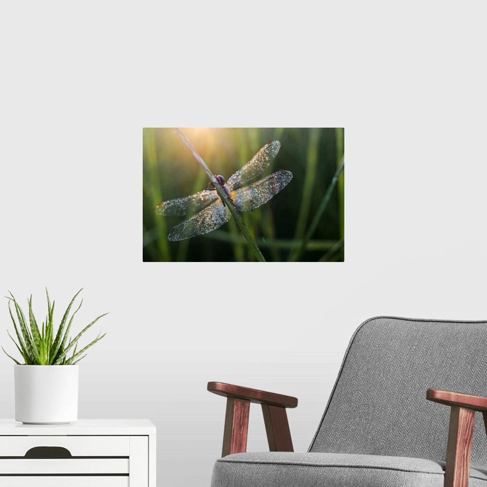 A modern room featuring Common Darter (Sympetrum striolatum) dragonfly adult, covered in dew, at dawn, Elmley Marshes Nat...
