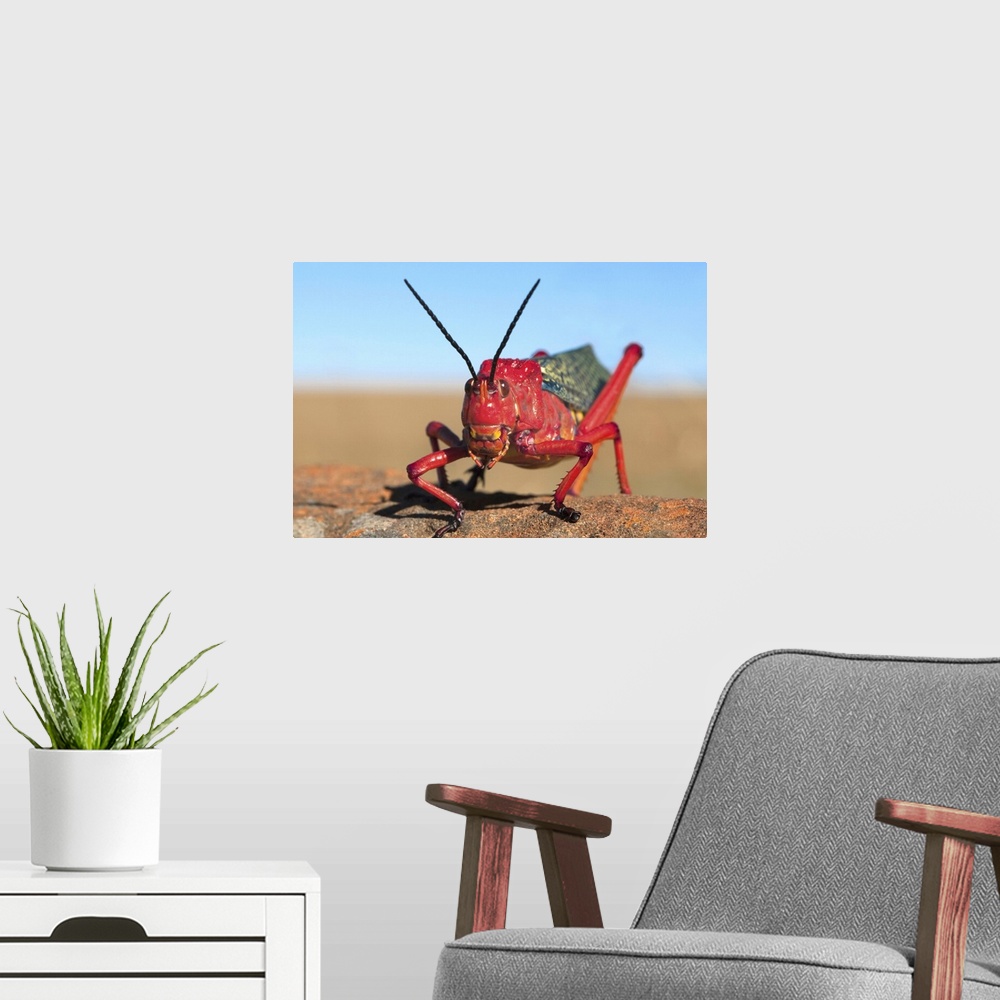 A modern room featuring Common milkweed locust, Karoo, South Africa