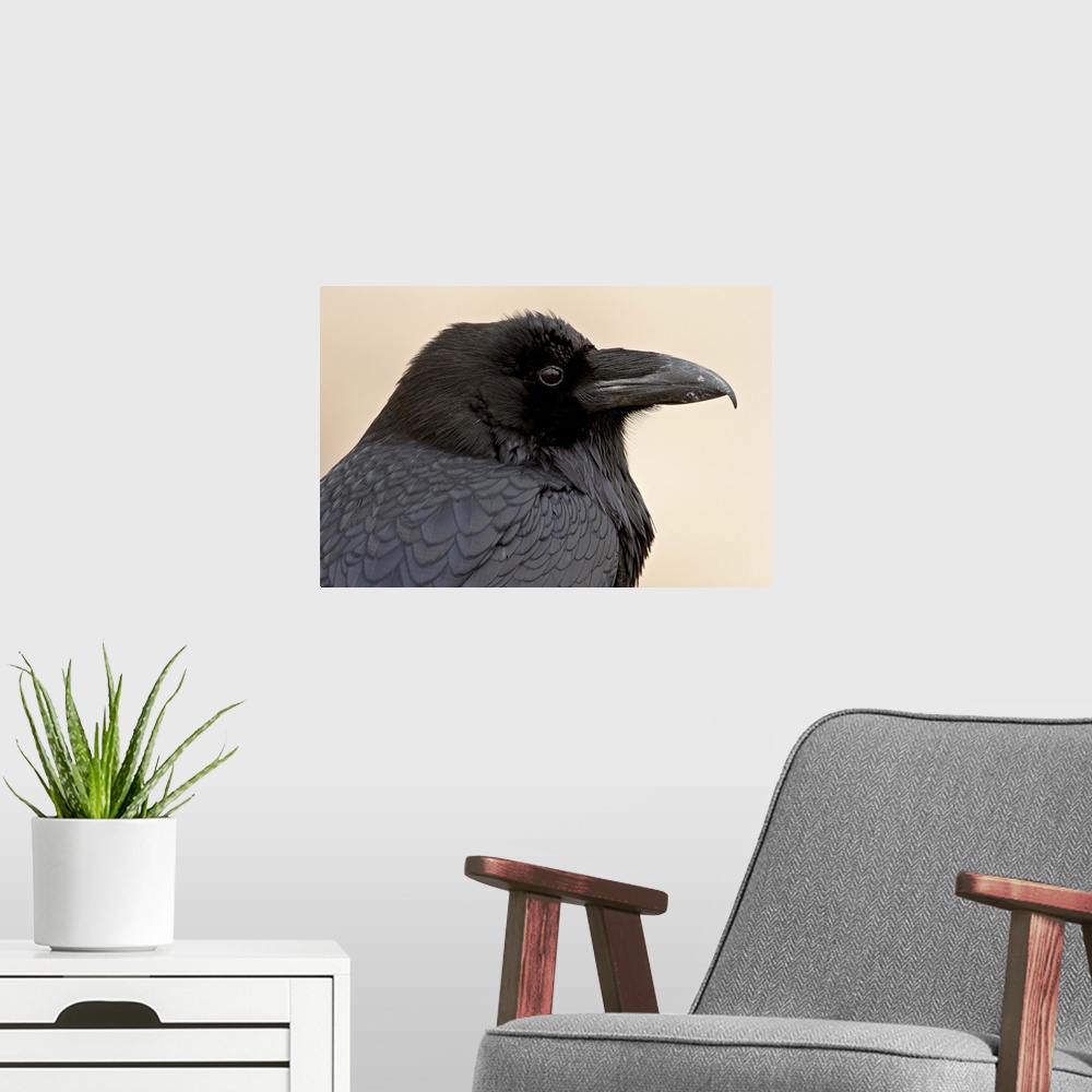 A modern room featuring Common raven, Petrified Forest National Park, Arizona