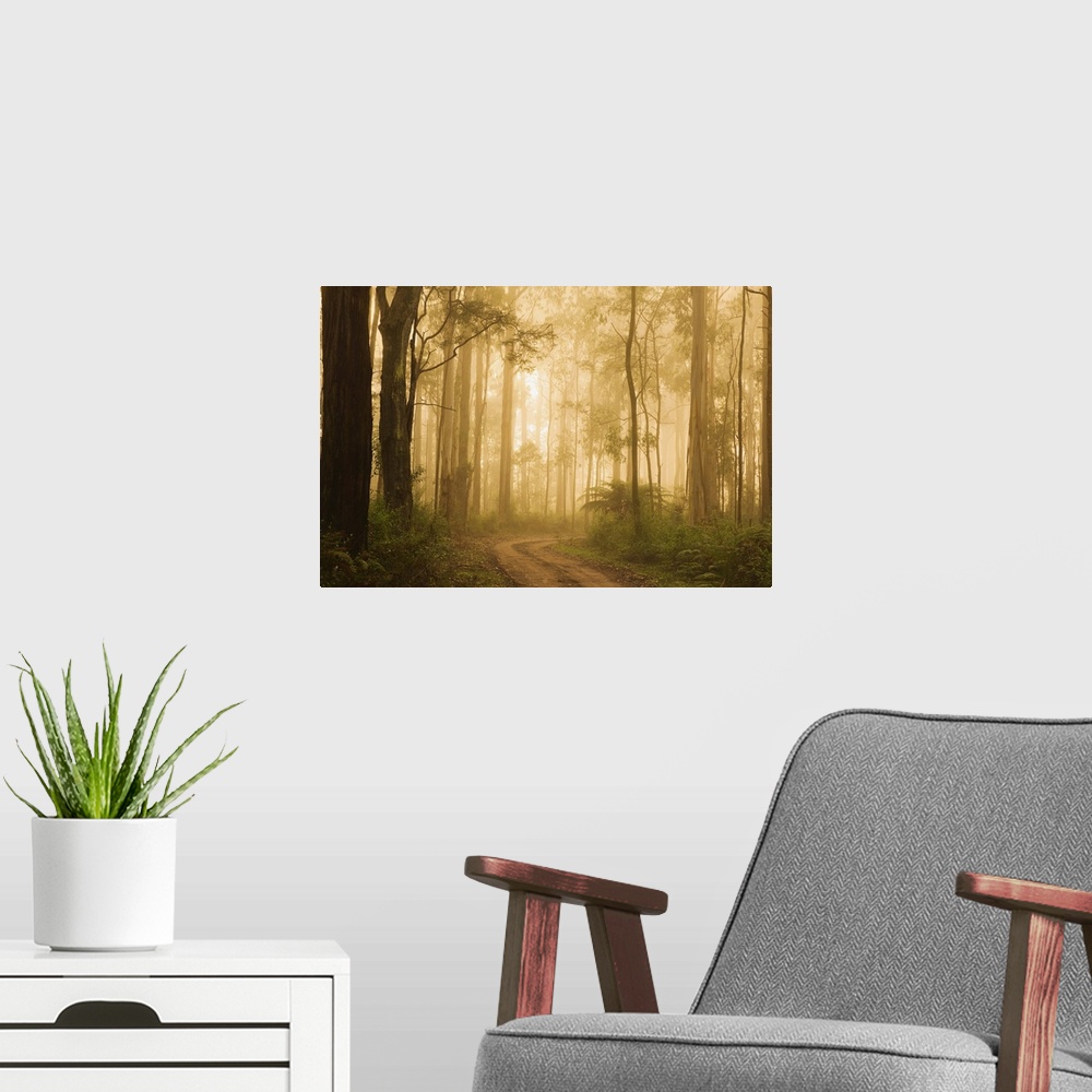 A modern room featuring Country road in fog, Dandenong Ranges, Victoria, Australia, Pacific