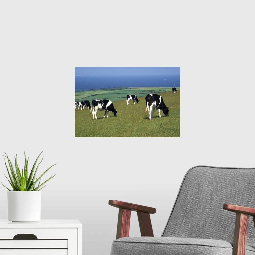 A modern room featuring Cows in a field, Isle of Purbeck, Dorset, England, UK