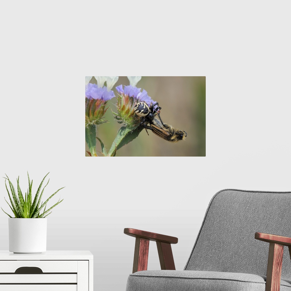 A modern room featuring Crab spider with bumblebee, Lesbos, Greece