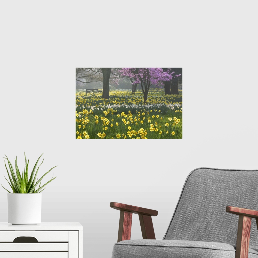 A modern room featuring Daffodils and blossom in spring, Hampton, Greater London, England