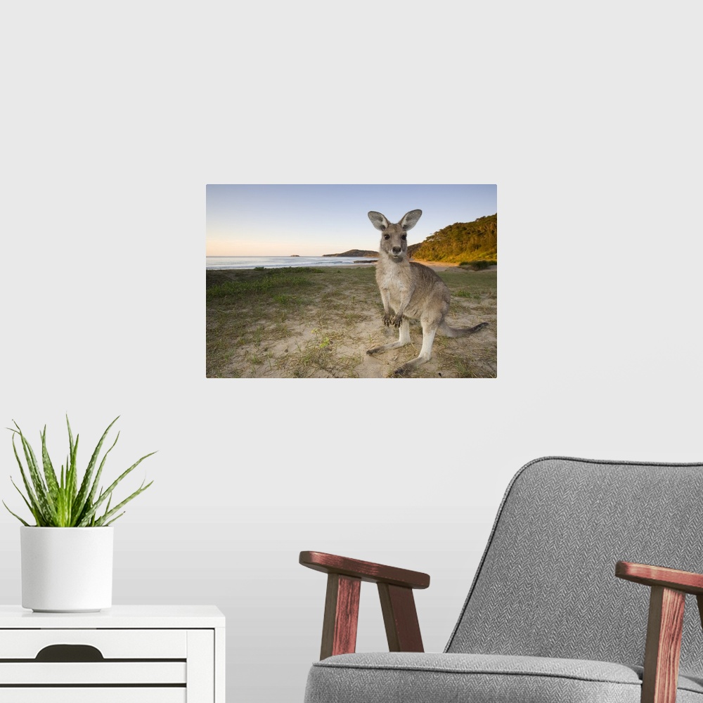 A modern room featuring Eastern Grey Kangaroo, Pebbly Beach, Marramarang N.P., New South Wales, Australia