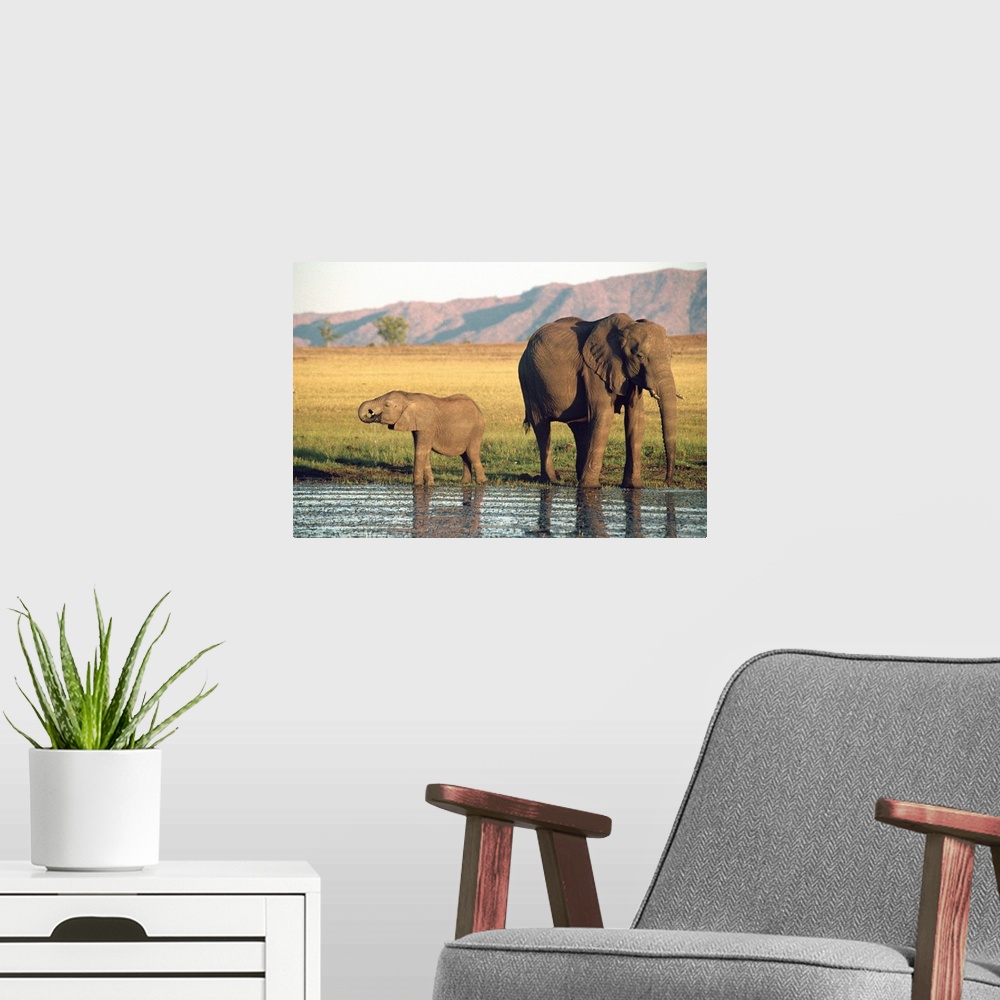 A modern room featuring Elephant and calf, Fothergill Island, Lake Kariba, Zimbabwe, Africa