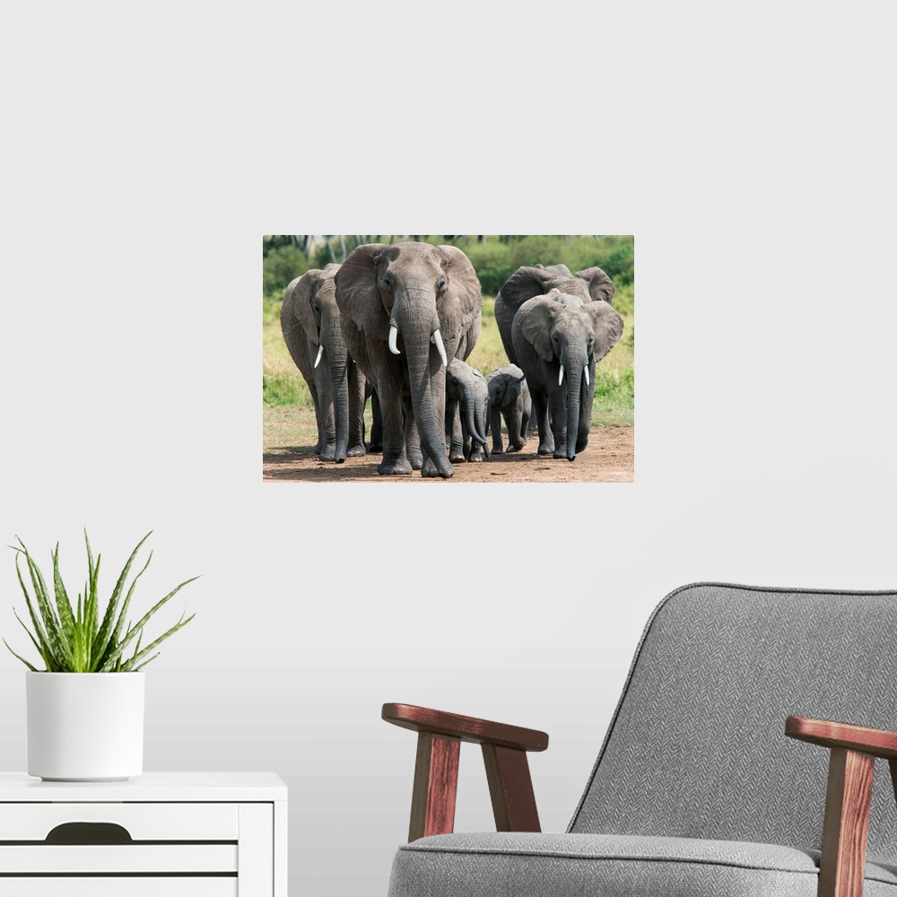 A modern room featuring Elephant herd walking to the river to drink, Masai Mara National Reserve, Kenya, Africa