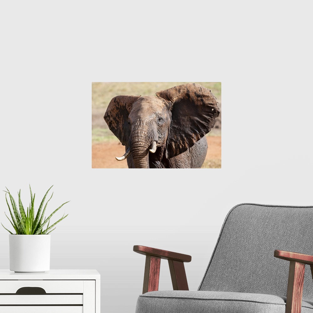 A modern room featuring Elephant (Loxodonta africana), Taita Hills Wildlife Sanctuary, Kenya, East Africa, Africa