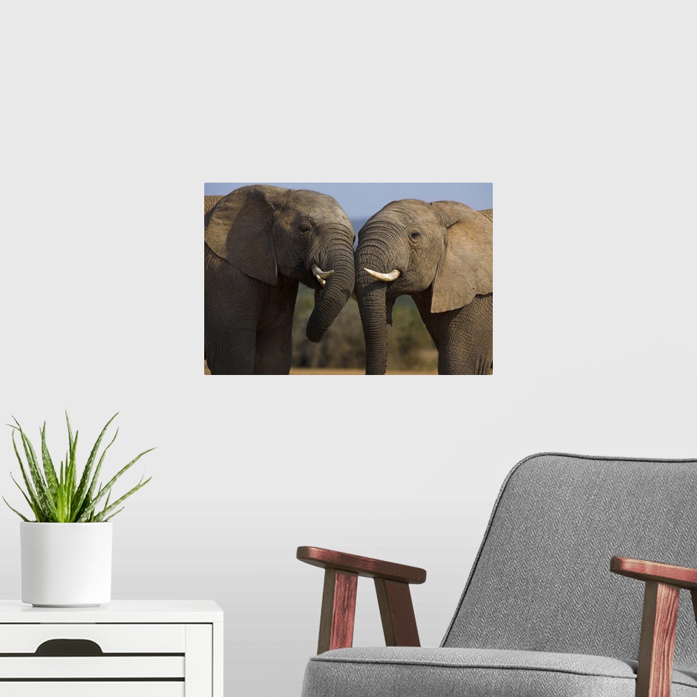 A modern room featuring Elephants, Addo Elephant National park, Eastern Cape, South Africa