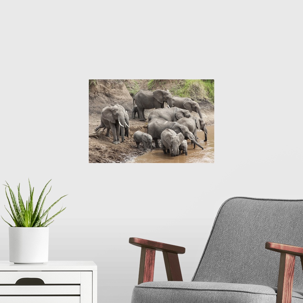 A modern room featuring Elephants at Mara River, Masai Mara National Reserve, Kenya, Africa