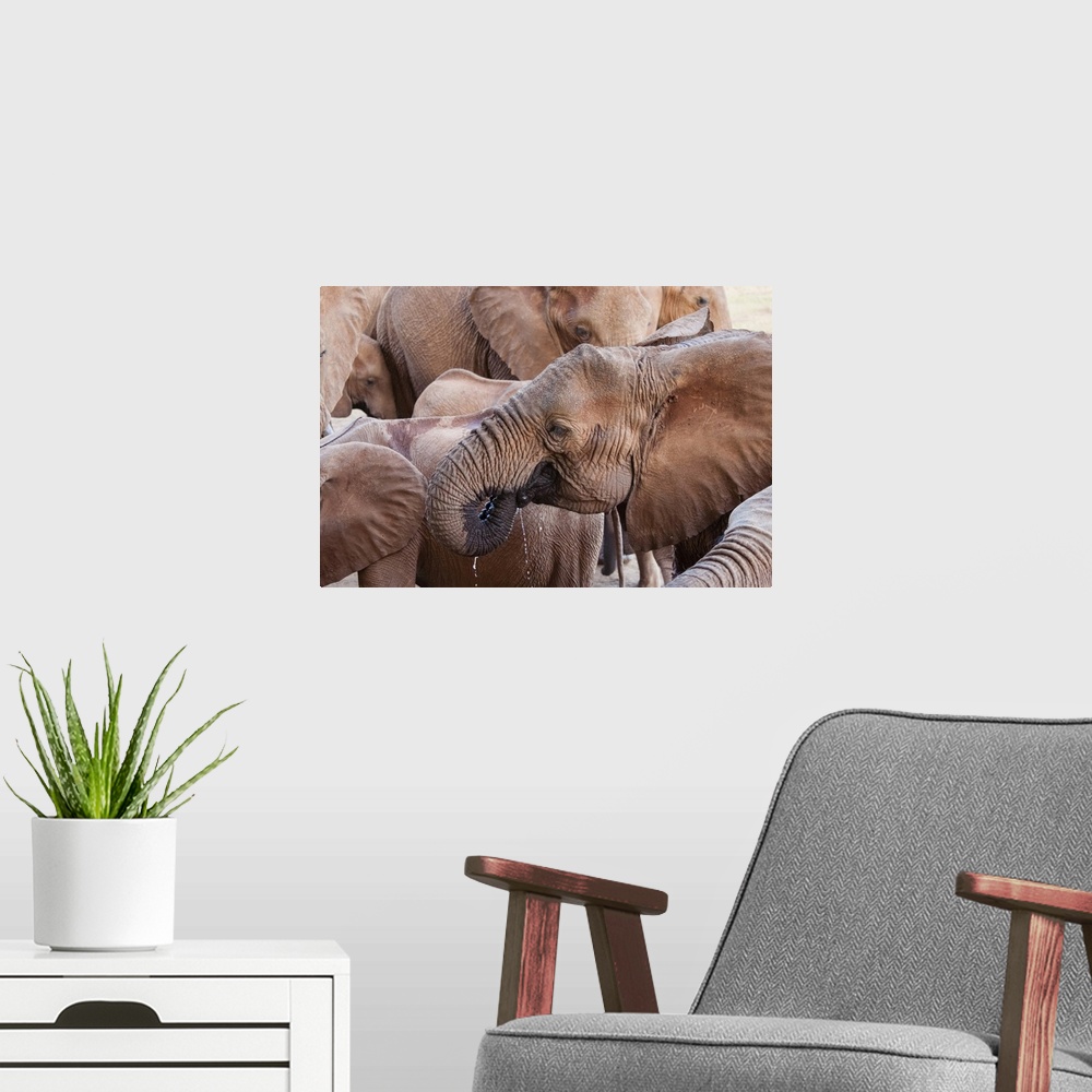 A modern room featuring Elephants (Loxodonta africana) drinking, Taita Hills Wildlife Sanctuary, Kenya, East Africa, Africa