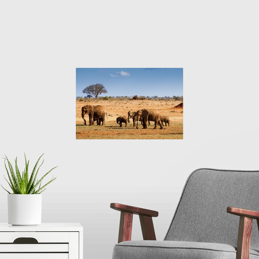 A modern room featuring Elephants parade (Loxodonta africana), Tsavo East National Park, Kenya, East Africa, Africa