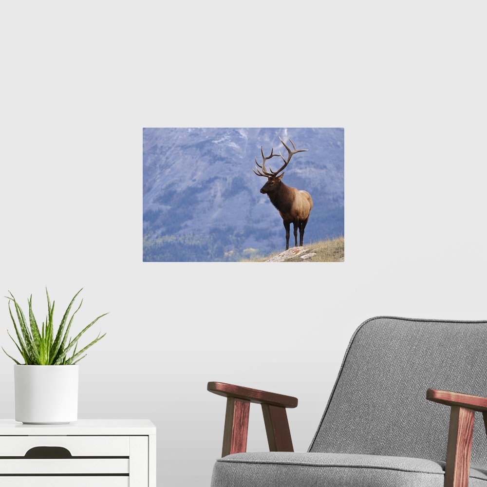 A modern room featuring Elk, Jasper National Park, Alberta, Canada, North America