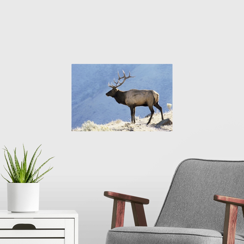 A modern room featuring Elk, Yellowstone National Park, Wyoming, USA