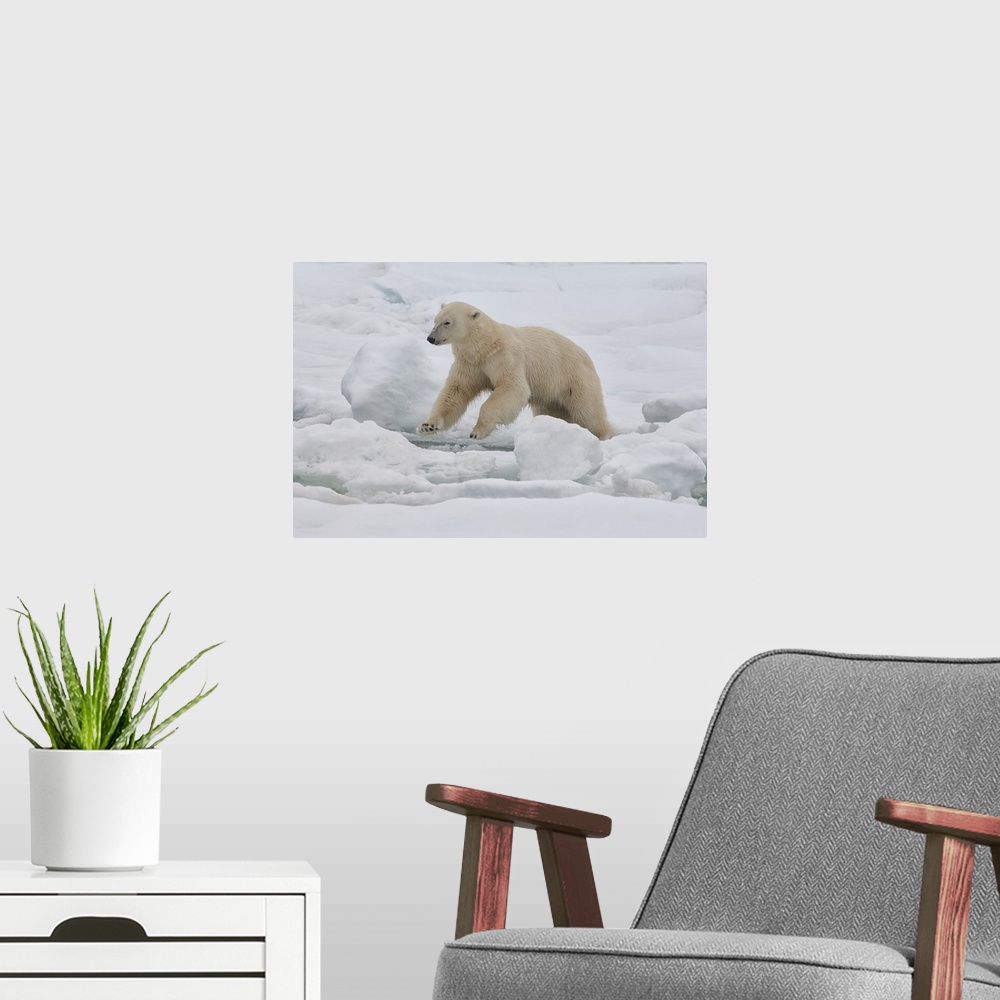 A modern room featuring Female polar bear, Svalbard Archipelago, Barents Sea, Norway, Scandinavia
