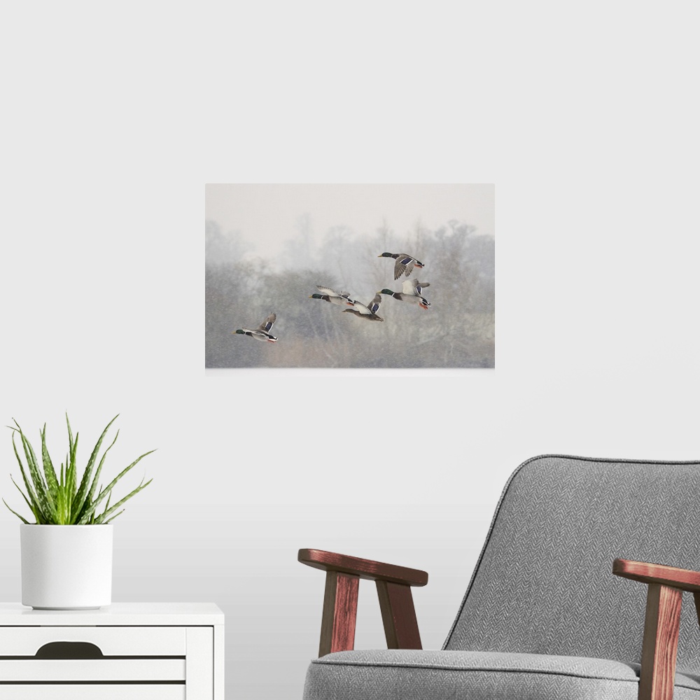 A modern room featuring Four Mallard drakes and a duck flying in snowstorm, Wiltshire, England