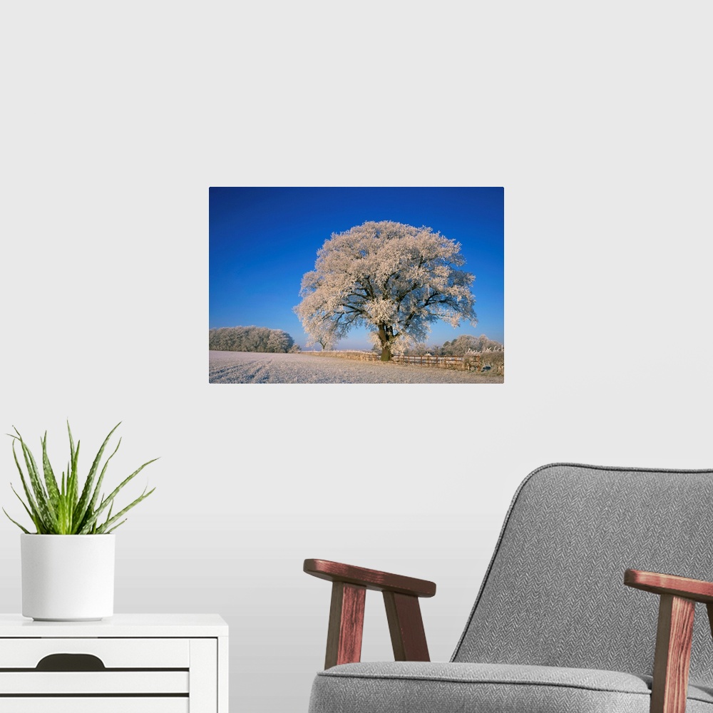 A modern room featuring Frosted tree in rural winter scene, Leicestershire, England, United Kingdom, Europe