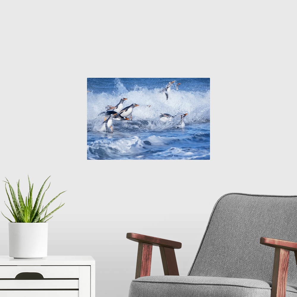 A modern room featuring Gentoo penguins (Pygocelis papua papua) jumping out of the water, Sea Lion Island, Falkland Islan...