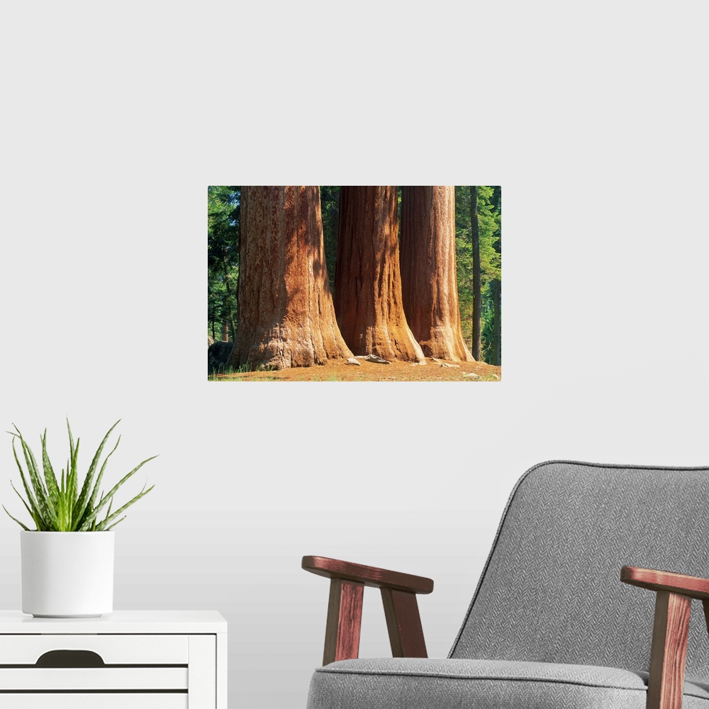 A modern room featuring Giant sequoia trees in the Giant Forest in the Sequoia National Park, California, USA