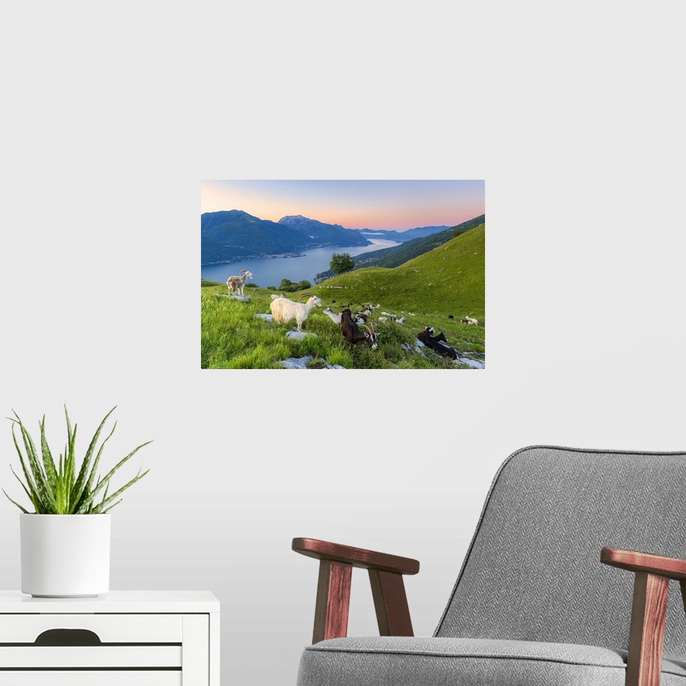 A modern room featuring Goats at pasture eating and Lake Como at sunrise, Musso, Lake Como, Lombardy, Italian Lakes, Ital...