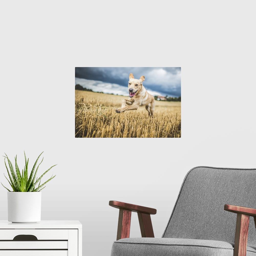 A modern room featuring Golden Labrador running through a field of wheat, United Kingdom, Europe