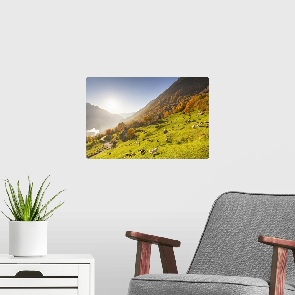 A modern room featuring Grazing of sheep in the meadows with a white dog in autumn, Soglio, Bregaglia valley, Graubunden,...