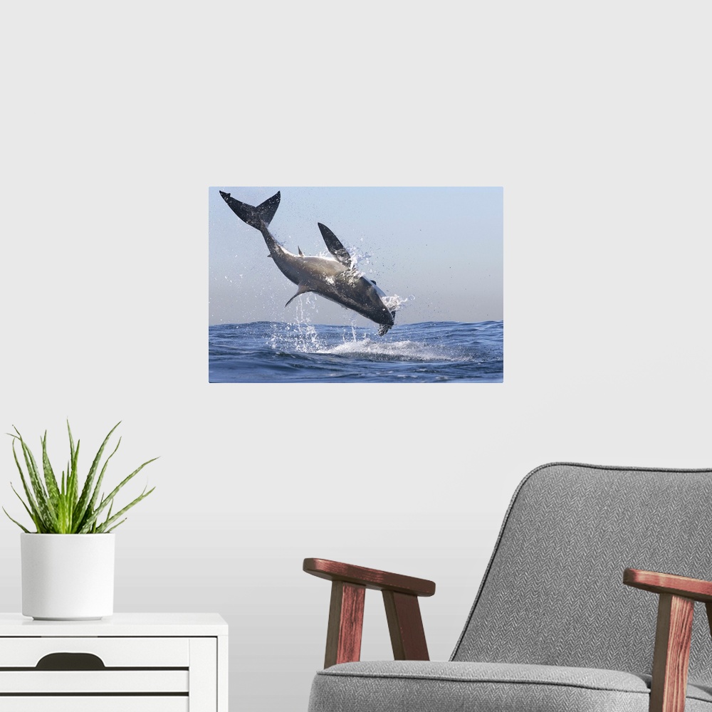 A modern room featuring Great white shark (Carcharodon carcharias), Seal Island, False Bay, Simonstown, Western Cape, Sou...