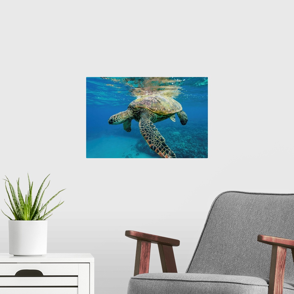 A modern room featuring Green sea turtle underwater, Maui, Hawaii, USA