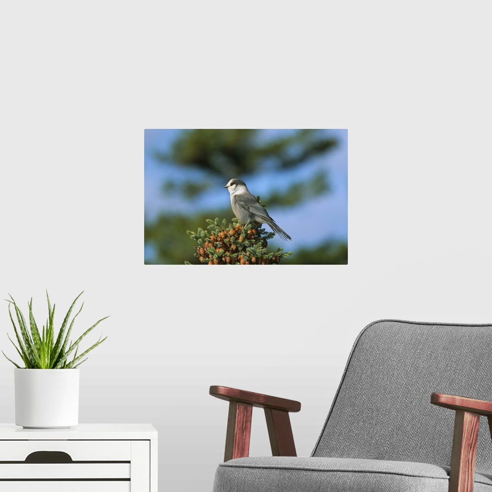 A modern room featuring Grey jay bird, Kouchibouguac National Park, New Brunswick, Canada