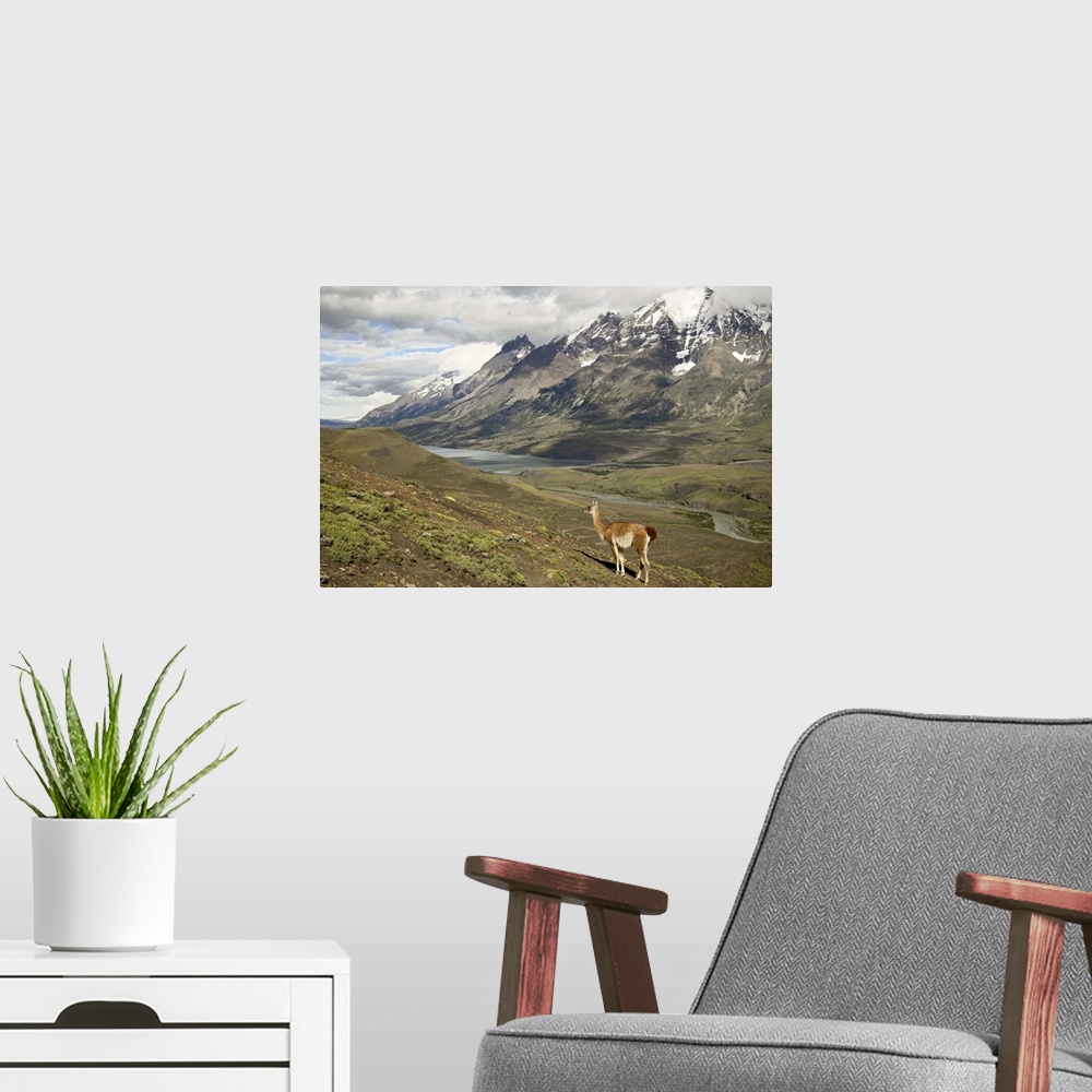 A modern room featuring Guanaco, Torres del Paine National Park, Patagonia, Chile