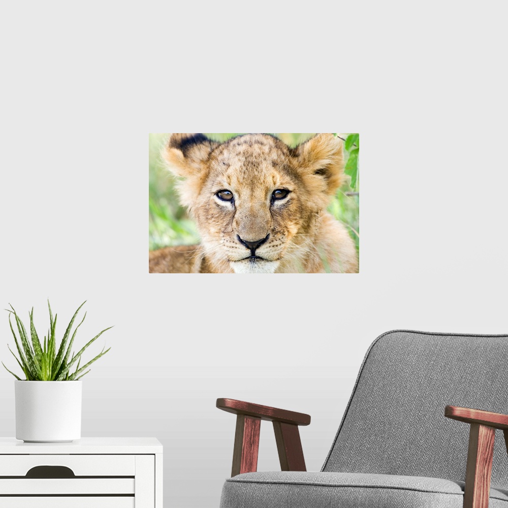 A modern room featuring Head on shot of lion cub looking at camera, Masai Mara Game Reserve, Kenya