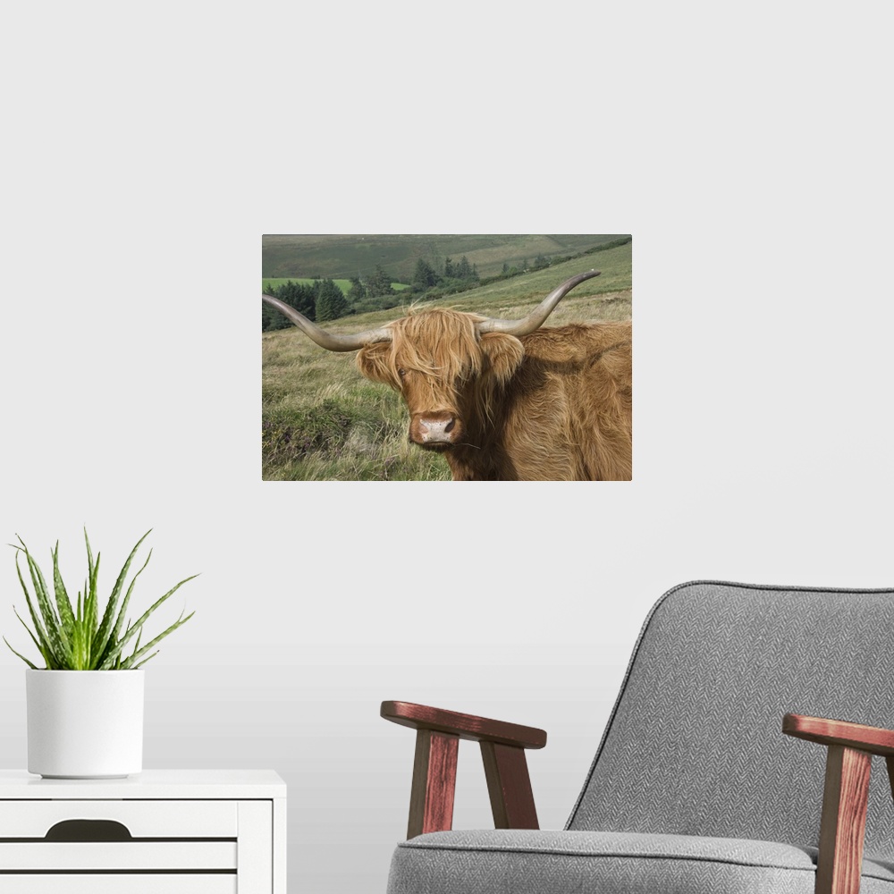 A modern room featuring Highland cattle grazing on Dartmoor, Devon, England, UK