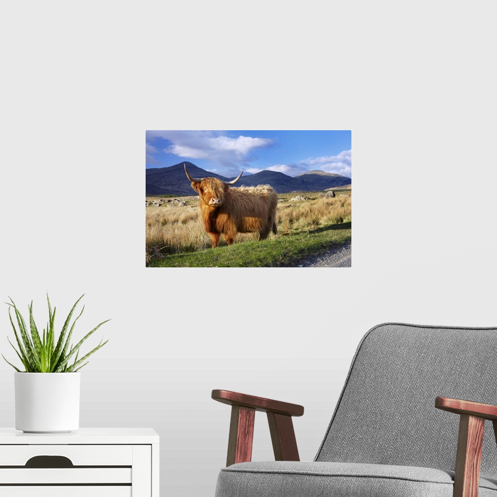 A modern room featuring Highland cattle, Isle of Mull, Scotland, UK, Europe