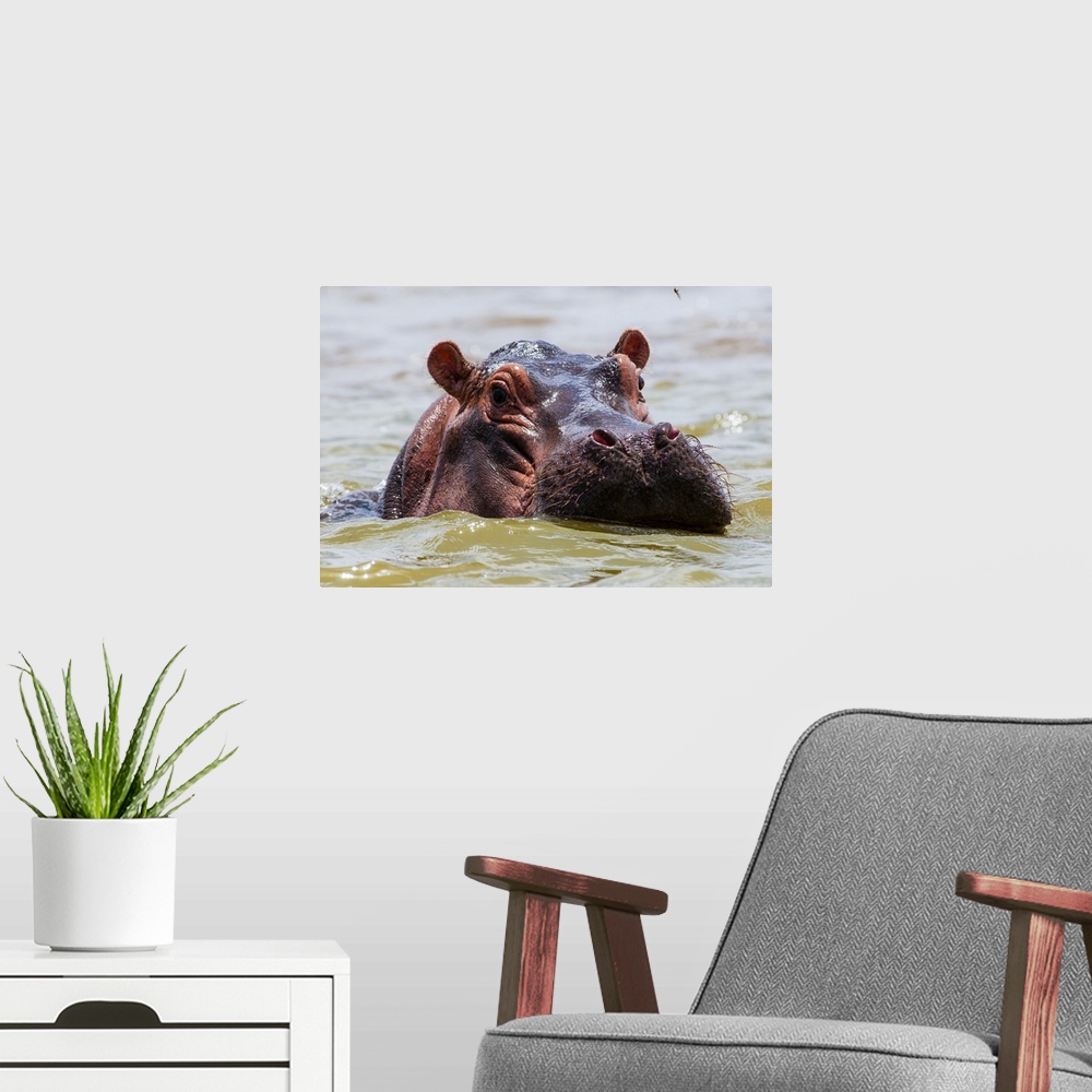 A modern room featuring Hippopotamus (Hippopotamus amphibius), Lake Jipe, Tsavo West National Park, Kenya, East Africa, A...