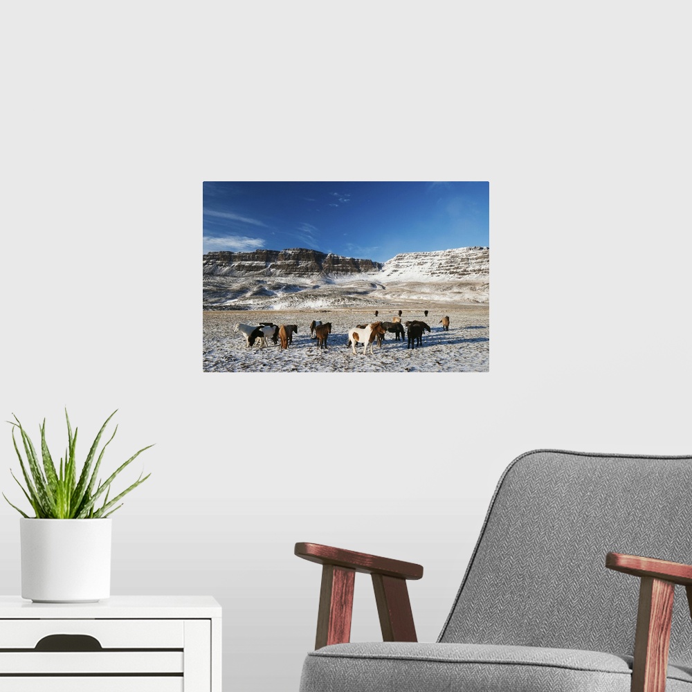 A modern room featuring Icelandic horses, Iceland, Polar Regions.