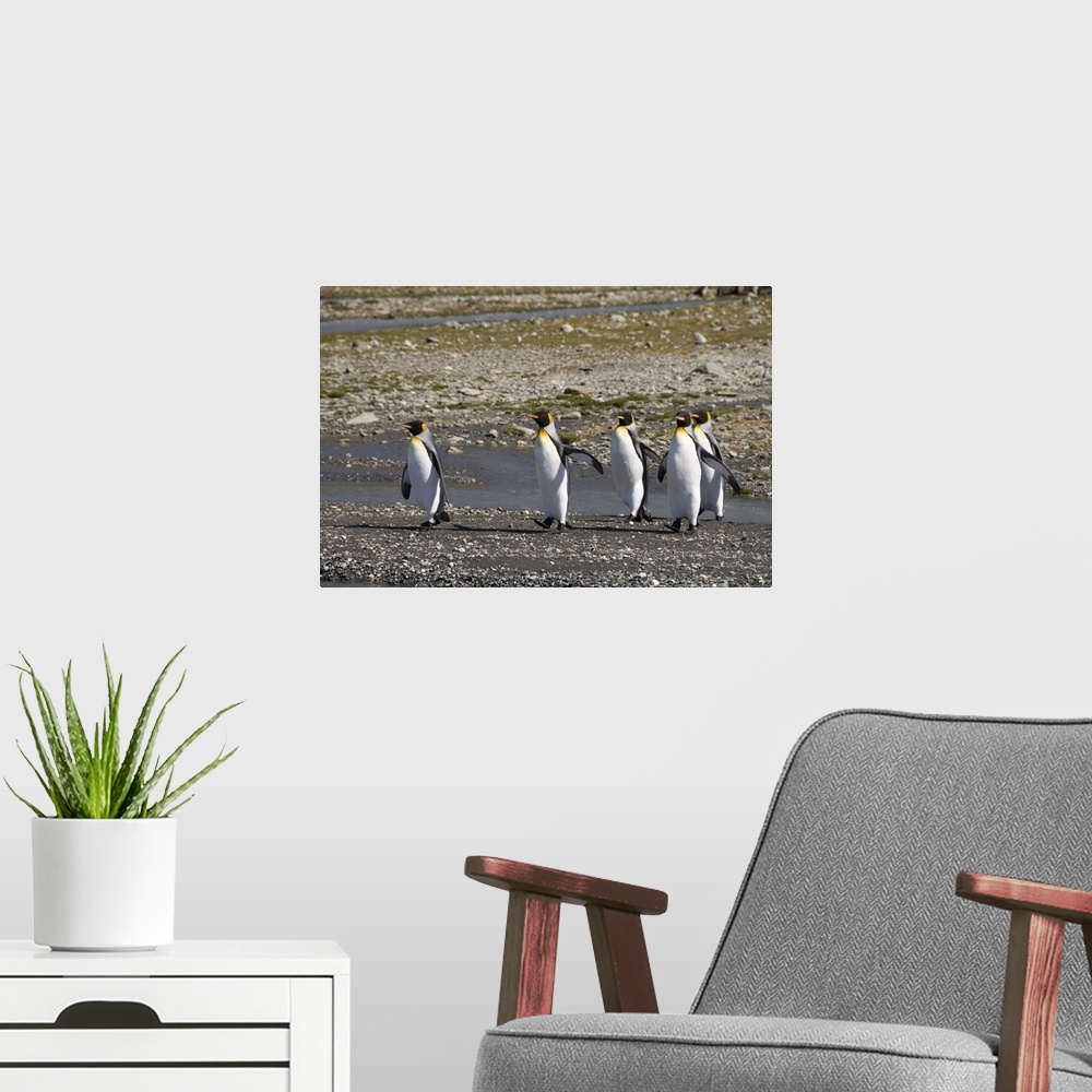 A modern room featuring King penguins, Moltke Harbour, Royal Bay, South Georgia, South Atlantic