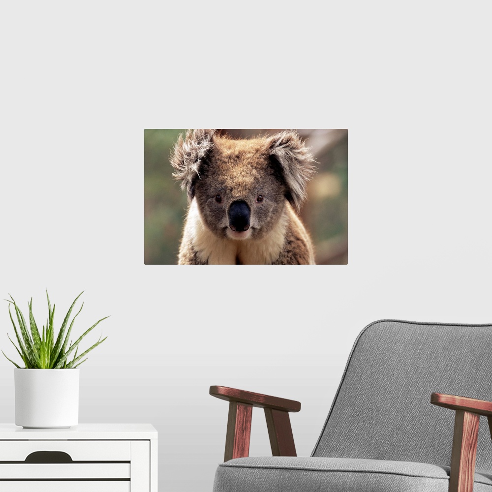 A modern room featuring Koala bear, Phillip Island, Victoria, Australia, Pacific