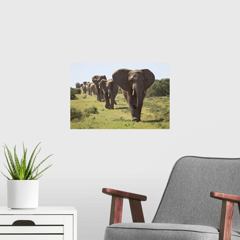 A modern room featuring Line of African elephant, Addo Elephant National Park, South Africa