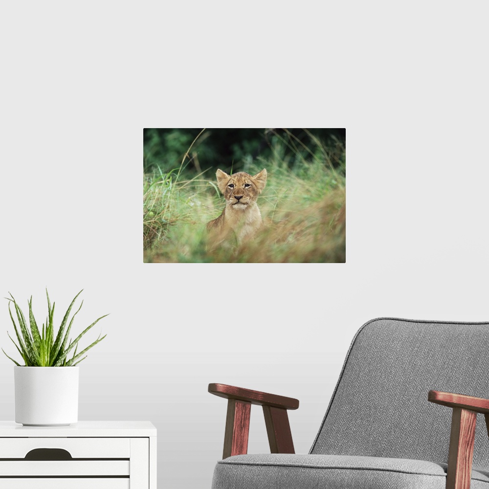A modern room featuring Lion cub, Kruger National Park, South Africa