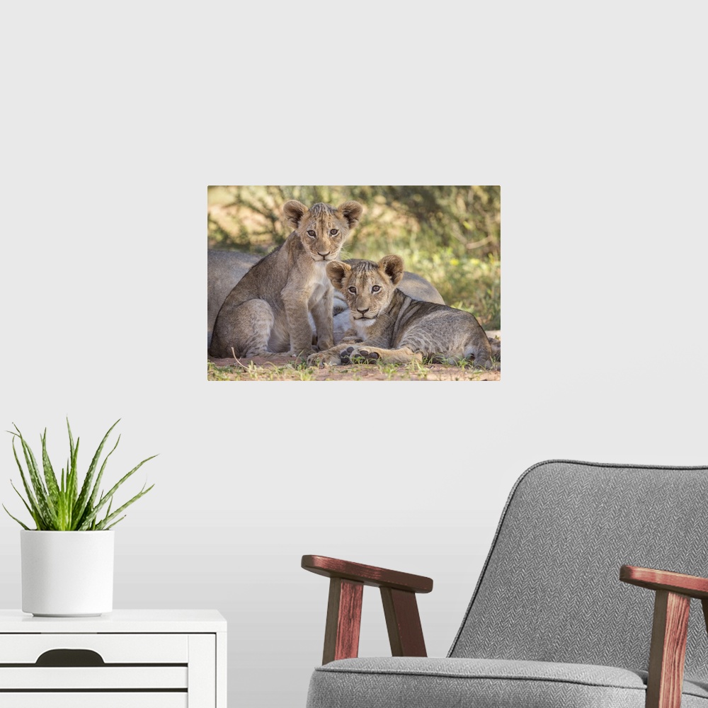 A modern room featuring Lion cubs (Panthera leo), Kgalagadi Transfrontier Park, Northern Cape, South Africa, Africa