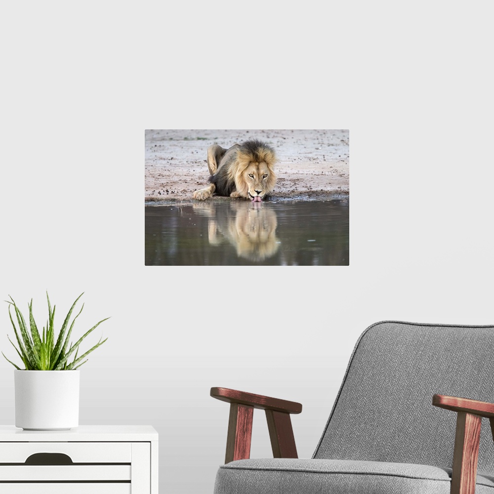 A modern room featuring Lion (Panthera leo) drinking, Kgalagadi Transfrontier Park, South Africa, Africa.