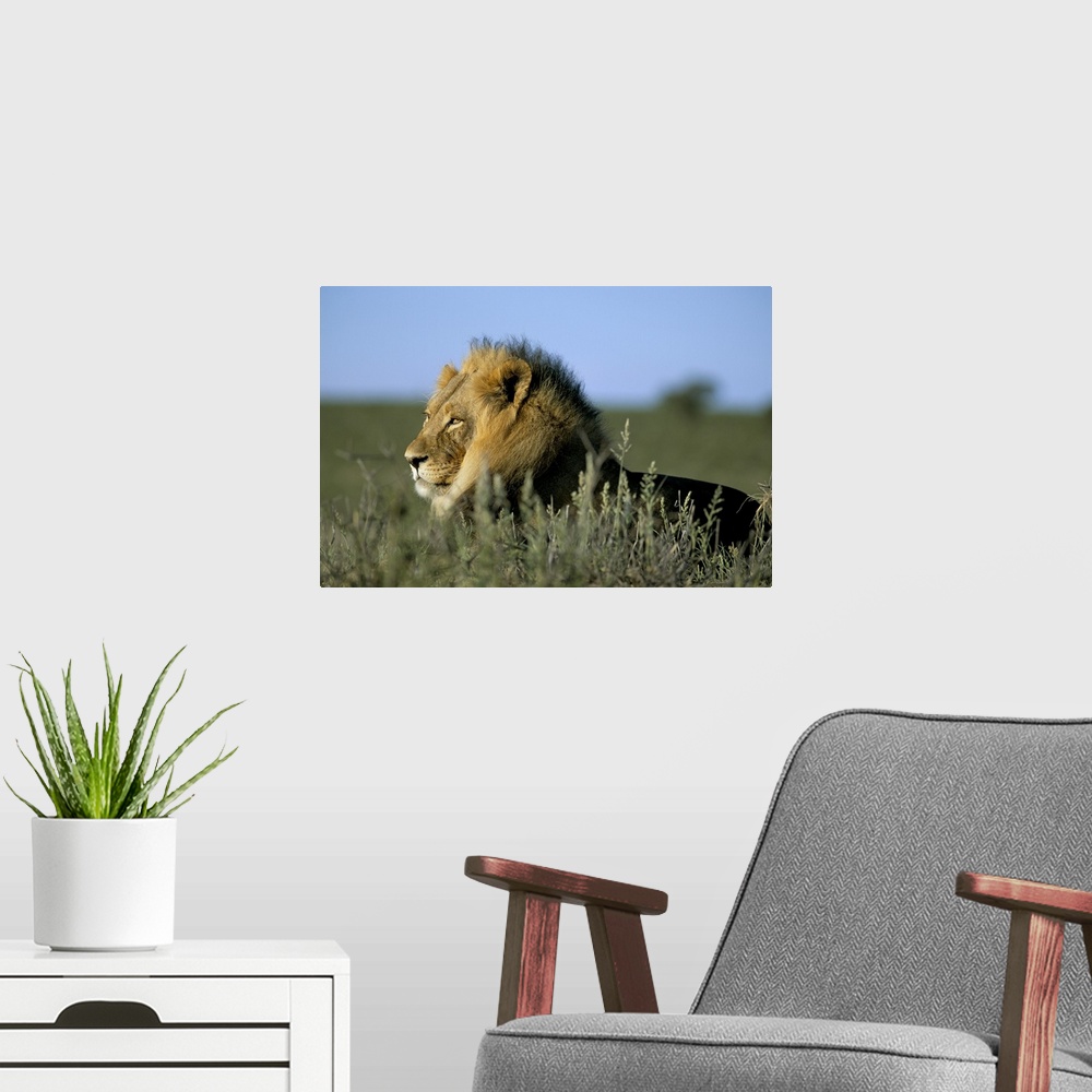 A modern room featuring Lion, Kalahari Gemsbok Park, South Africa, Africa