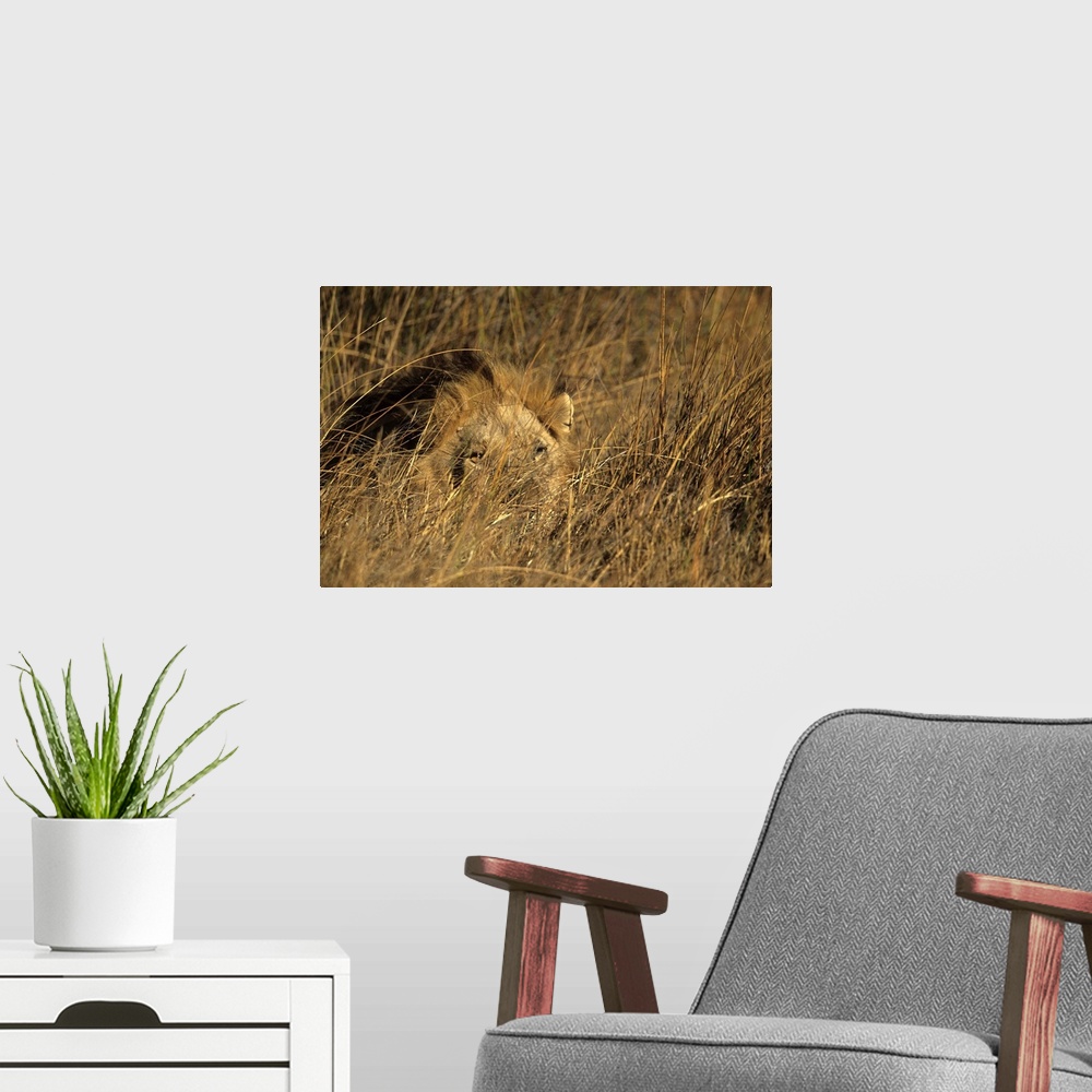A modern room featuring Lion, Moremi Wildlife Reserve, Botswana, Africa