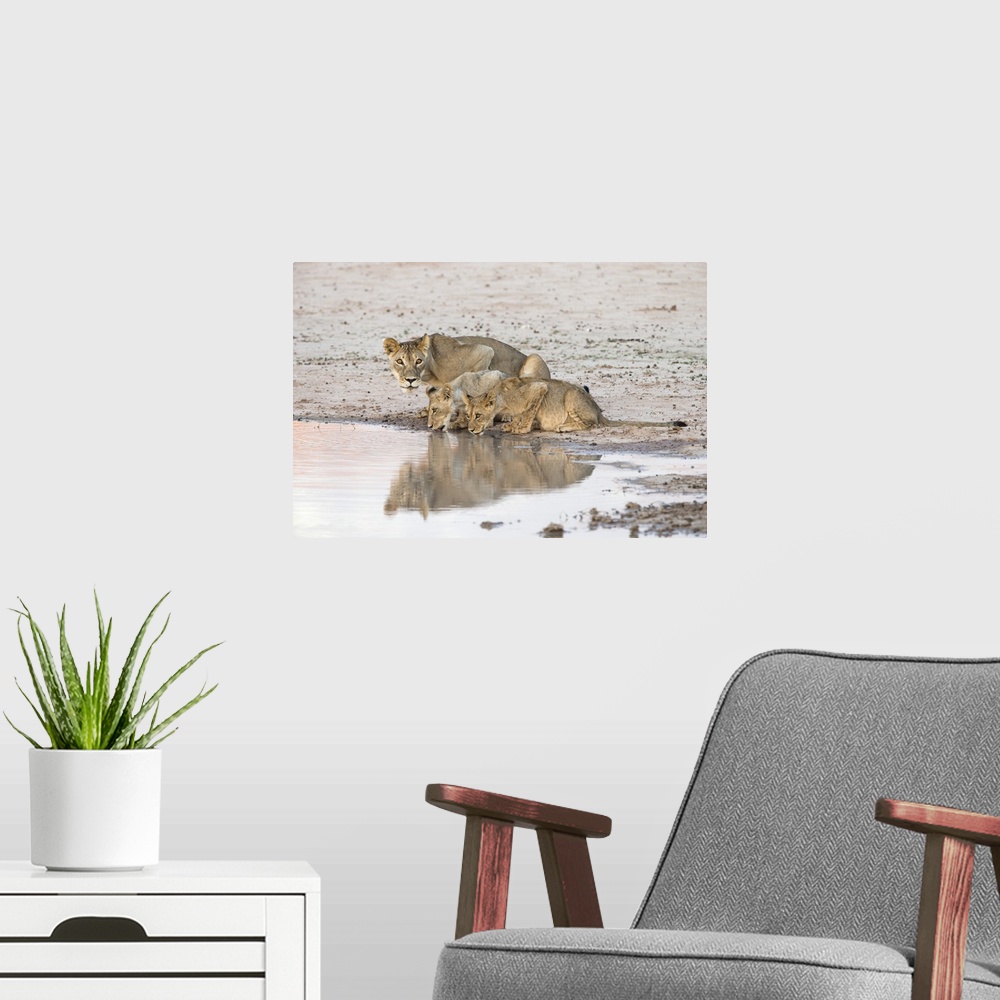 A modern room featuring Lioness and cubs (Panthera leo) at water, Kgalagadi Transfrontier Park, South Africa, Africa.
