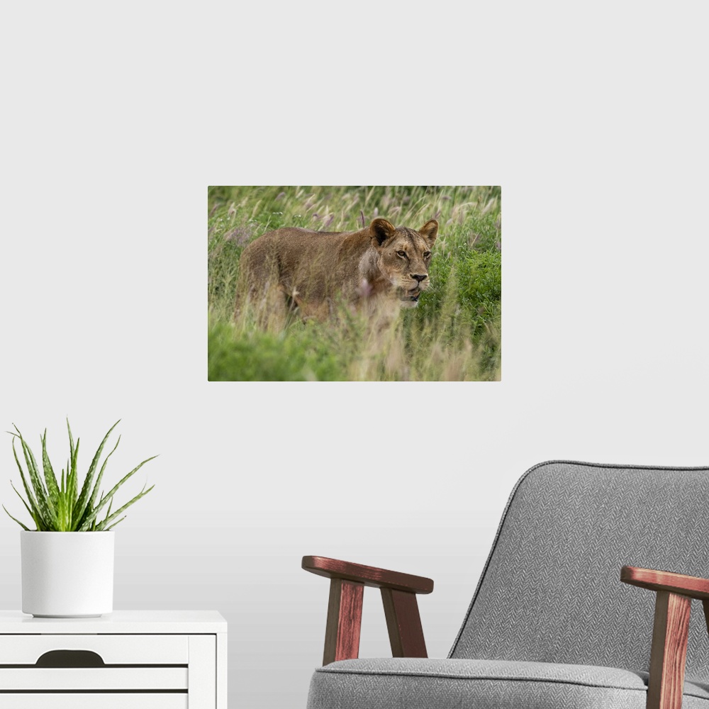 A modern room featuring Lioness (Panthera leo), Tsavo, Kenya, East Africa, Africa