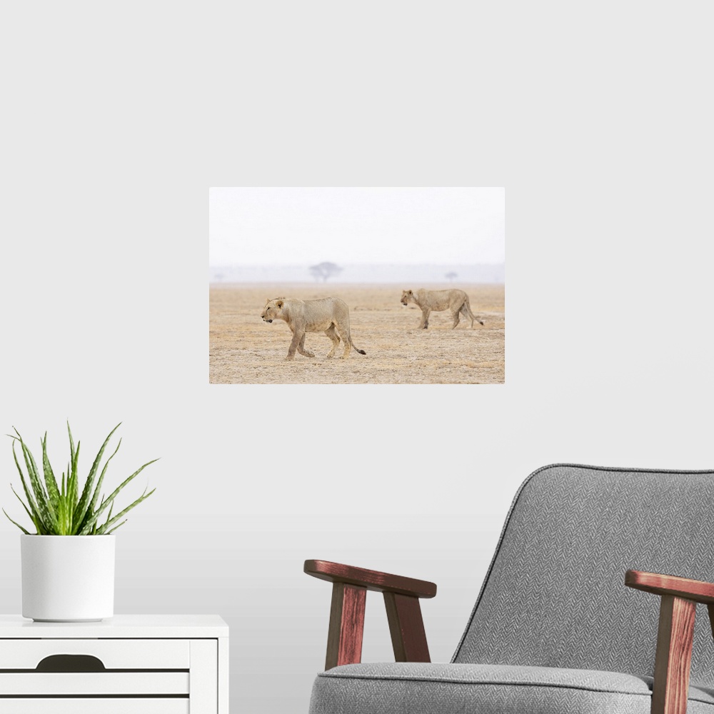 A modern room featuring Lions (Panthera leo), Amboseli National Park, Kenya, East Africa, Africa