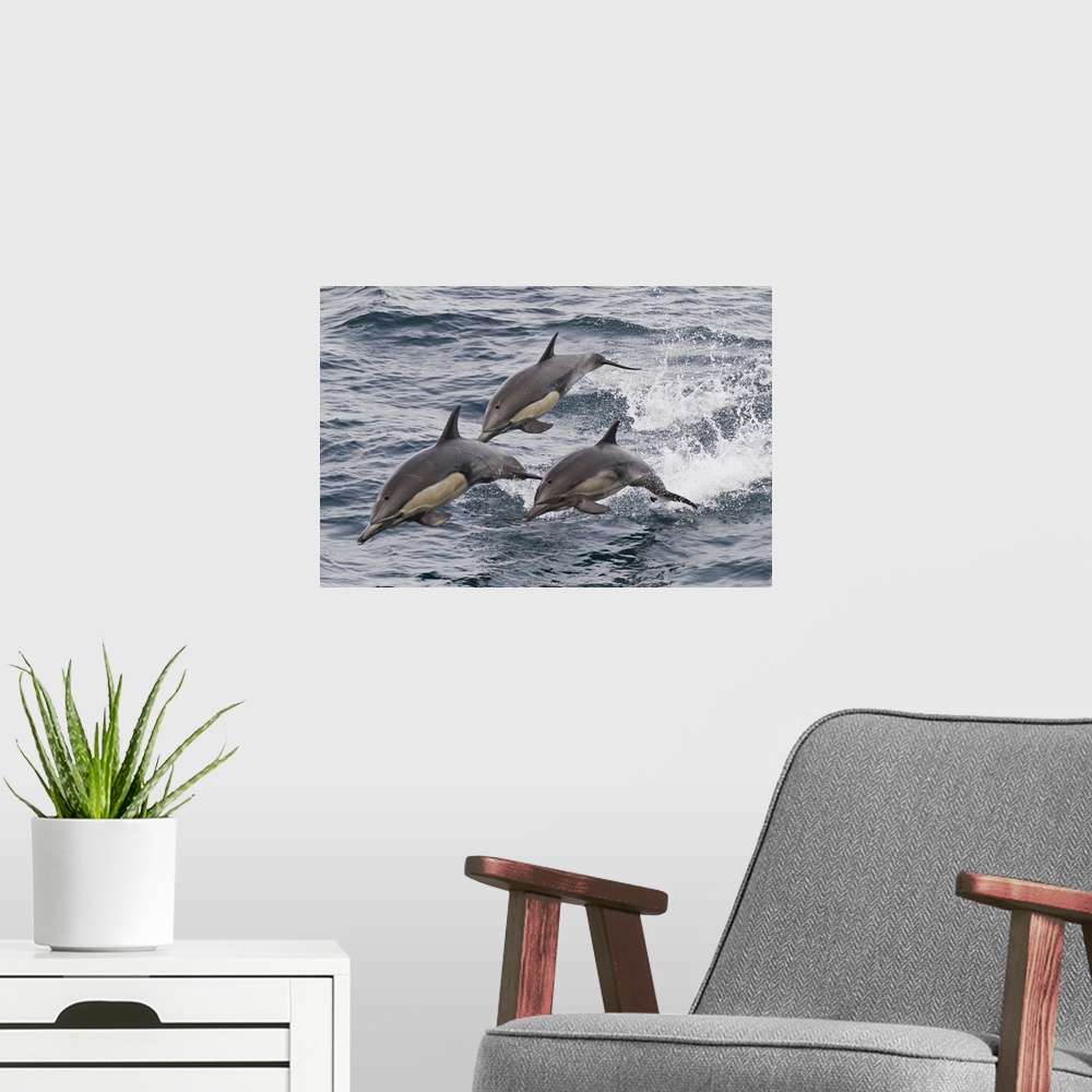 A modern room featuring Long-beaked common dolphin, Isla San Esteban, Baja California, Mexico